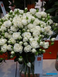 Roza_Belarus__DummenOrange__IFTF-2017