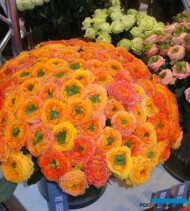 Roze - nowa kreacja firmy Rosen Tantau zaprezentowana "pod numerem" (RT-15058)_IFTF-2017