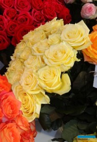 Roza_Primavera-Lemon_RosenTantau_IFTF-2017