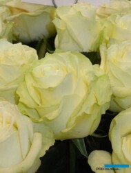 Roza_Coco_Kordes_IFTF-2017