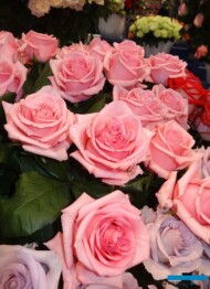 Roza__Opala_de Ruiter Innovations_IFTF-2017