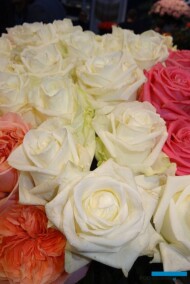 Rosa_Winter-Time_de Ruiter Innovations_IFTF-2017