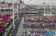 Stopień robotyzacji w produkcji i przygotowaniu do sprzedaży storczyków robi bardzo duże wrażenie – transport roślin jest w pełni zautomatyzowany