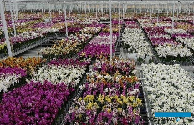 W szklarniach w Stężycy produkowane jest ponad 500 odmian storczyków