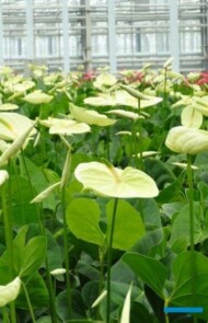 Anturium odmiany Marysia o bardzo subtelnym kremowożółtym kolorze pochwy kwiatostanowej otrzymało nazwę na cześć właścicielki firmy – pani Marii Ptaszek