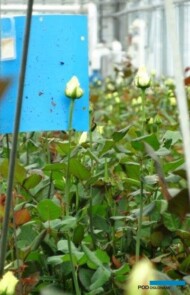 Kolejnym gatunkiem uprawianym w szklarniach firmy JMP Flowers są róże. W uprawie prowadzony jest monitoring obecności szkodników i pełna ochrona biologiczna