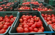 Pomidory zbierane są do uniwersalnych skrzynek plastikowych