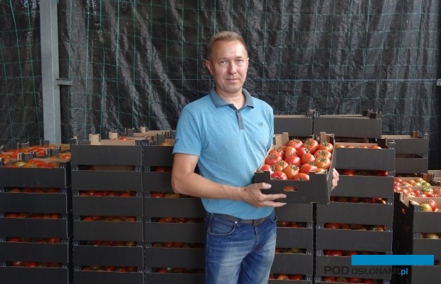 Piotr Lis z Ociąża nastawia się na uprawę pomidorów malinowych