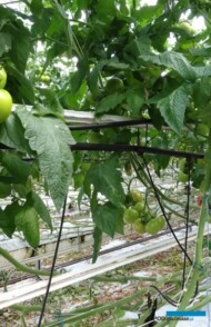 W szklarniach w Ociążu bardzo dobrze sprawdzają się Rury Walczaka