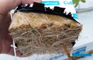 Dobry stan systemu korzeniowego roślin w czasie sadzenia na otwory w matach. Rośliny były uprawiane kostkach Rootmaxx, które zostały stworzone właśnie z myślą o dłuższej uprawie poza otworami, w ograniczonej ilości podłoża. Kostki te udowodniły swoją przydatność w wielu uprawach w Polsce a także w Holandii, gdzie z roku na rok zwiększają swój udział w rynku, szczególnie chętnie są wykorzystywane przez producentów rozsady.