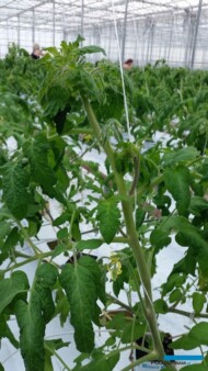 Ogólny wygląd roślin przed sadzeniem na otwory w matach (01/02/2017). Rośliny wniesiono do szklarni 27/12/2016. Ponad 4 tygodnie rośliny rosły w kostkach obok otworów.