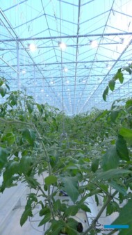 Doświetlana uprawa w szklarni Ultra-Clima, Holandia, listopad 2012 r.