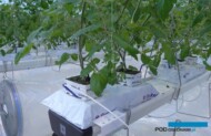 Uprawa pomidorów w szklarni Ultra-Clima w Holandii, 2012 r. pod rynnami uprawowymi znajdują się rękawy rozprowadzające ciepłe i suche powietrze wzbogacone dwutlenkiem węgla