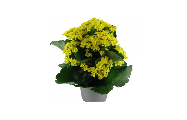 Kalanchoe odm. Hera z oferty firmy Topcolor Breeding