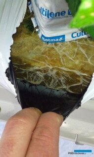 Po 12 dniach od posadzenia korzenie roślin już mocno przerosły matę. Duże rośliny mają większe zapotrzebowanie na wodę dlatego tworzą szybko system korzeniowy dzięki czemu dobrze przerastają przez cały profil maty.