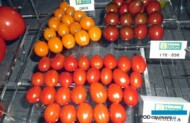 Pomidory koktajlowe o różnych kolorach owoców z firmy Yuksel Tohum, P. Bucki