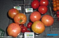 fot. P. Bucki, pomidory z oferty Yuksel Seeds Yulsel Tomum, pomidory malinowe