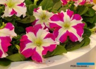 Petunia_SuccessHD-RoseStar_FleuroselectGoldMedal2019