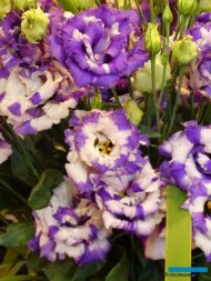 Eustoma Corelli II ‘Delft Blue’