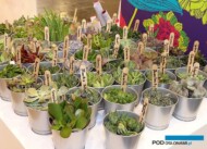 Sukulenty_DummenOrange__IPM-Essen-2018