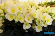 Na targach IPM Essen 2018 dominowały rośliny, wśród których było wiele nowości (tu: Begonia BeLove 'White' z ekspozycji firmy Koppe