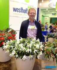 Manfred Mehring-Lemper z firmy Westhoff_Begonia boliviensisShineBrightWhite