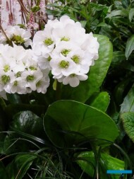 Bergenia cordifolia ‘Snow Crystal’