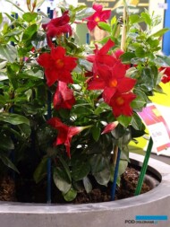 Mandevilla_Rio-Petite_Red_Syngenta