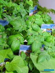 Ziemniaki-gr-Sarpo_Volmary__IPM-Essen-2018_