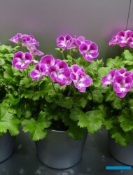 Pelargonia_Pinkerbell_Elsner-pac_IPM-2018