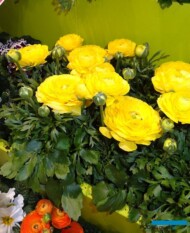 RanunculusMagicGoldenYellow_Syngenta-FloriPro Services_IPM-2018