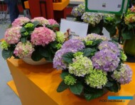 Hydrangea macrophylla Tabletensia® ‘Saxtabbar’