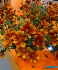 Bidens-Beezar_Funny-Honey