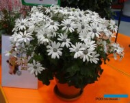 Pericallis×hybrida Senetti ‘White'