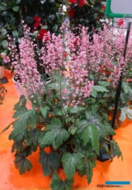 Heucherella hybrida‘Pink Revolution