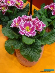 Primula vulgaris (syn. P. acaulis) ‘Sweetie’