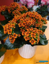 Kalanchoe_Queen_ ElseFlowers ‘Dean_IPM-Essen-2018