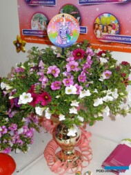 Calibrachoa_Landgard_IPM-Essen-2018