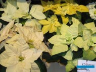 Poinsecje_QismasStar_Graff Kristensen_IPM-Essen-2018