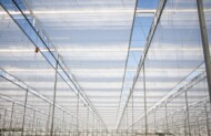 Kurtyny termoizolacyjne firmy Ridder Climate Screens zainstalowane w istniejącym wcześniej kompleksie szklarniowym