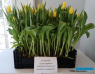 Tulipany "Strong Gold' uzyskane w uprawie hydroponicznej