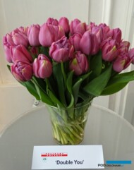 Tulipan odmiany 'Double You'