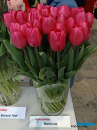 Tulipan odmiany 'Barcelona'