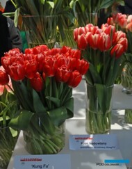 Z lewej odmiana 'Kung Fu' tyulipan