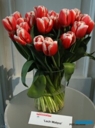 Tulipany odmiany "Lech Wałęsa"