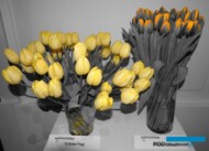 Tulipany 'Creme Flag" i 'Andre Citroen"