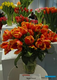 Tulipan odmiany 'Bright Parrot'
