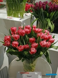 Tulipan odmiany 'Vogue'