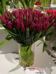 Tulipan odmiany 'Laptop'