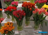 Ekspozycja odmian tulipanów w Wilanowie